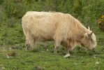 PICTURES/Scotland  Critters/t_Steer (3).JPG